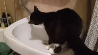 Кошка пьет из крана