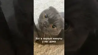Иногда мне кажется, что он так и думает 🙂 #кот #котики #котейка #котказанский #тренды2024 #котэ