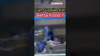 Guppy Fish Care - Can Guppies Eat Betta Food ? #fishtank #aquarium #guppychannel