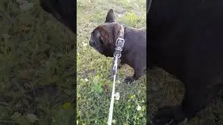 Французы жрут полынь, лечатся что-ли хз))