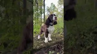 Springer Spaniel Out On A Big Adventure! 
