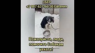 Не можем набрать на Вывоз!..а они так ждут.. Помогите вывезти Собак, СБОР на Вывоз, отлов Башкирии