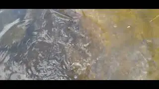 Рыбалка на Дону