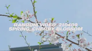 RANDOM VIDEO_210409 SPRING, CHERRY BLOSSOM