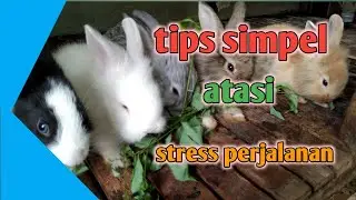 Cara mudah agar kelinci tetap sehat setelah di beli