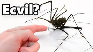 Bir Uzaylı Evcil Hayvanım Oldu (sayılır)