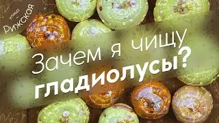 Зачем я чищу гладиолусы? 🧄 Как сохранить луковицы до весны