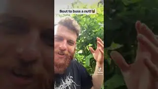 Planting hazelnut trees