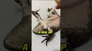 Richest Frog Ever 😍