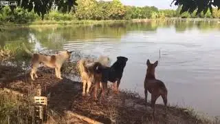 Розыграл собак