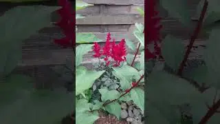 яркое цветение астильб