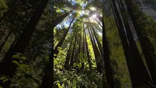 Majestic Redwoods #trees #forest #nature #explore #outdoors #travel #vanlife