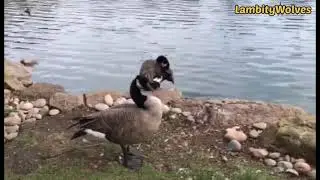 Geese scratching head | shorts