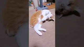 いつもと違う所、気付いた？　猫　 #ねこ