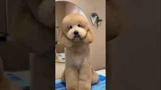 The fluffiest dog I’ve worked on