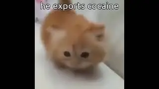 he exports coca*ne #meme #memesdaily #memes