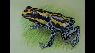 Frog  #paintwithme
