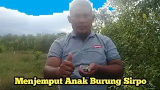 Mengambil anak burung sirpo