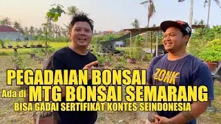 VIDEO #102 REVIEW HARGA BONSAI DI MTG BONSAI SEMARANG DAN BISA GADAI SERTIFIKAT BONSAI