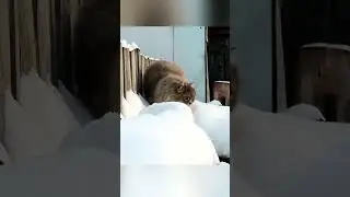 Лапочка и Ко Сибирские кошки Архив Старая Гвардия 