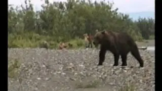 Как нас встретил медведь