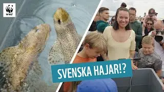 Julia släpper ut hajar | Julia, djuren & WWF