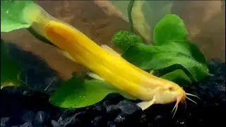 7 FACTS you SHOULD know about the golden dojo!!! || Aquatic eels || The aquatic maze 🐠