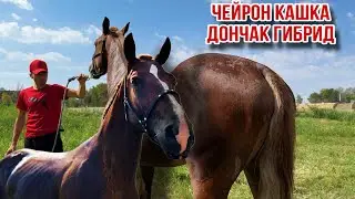 Wedding for hybrid buzkashi Danchak Poltyazh Russia🇷🇺 August 18, 2025.