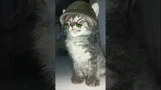 ciaap yok #cat #kucingabuabuyanglucu #babyanimal #catlover #kucinglucuiimut