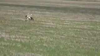 Animals  beautiful video