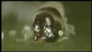Cydia Pomonella - The worm in the apple