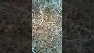 Проверка петель на фазана!!!
