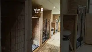 🃏 Joker came in to eat  👹.... #joker #xlamericanbully #xlbully #americanbullykennel #dogkennels