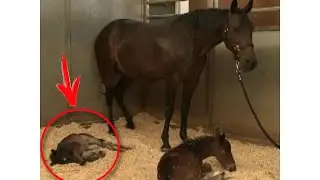 The horse sank to the ground. And then a real miracle happened in front of the owner!