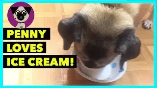 Penny eats ice cream and plays Shopkins!
