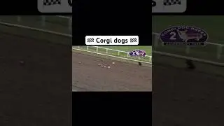 Exciting corgi dog race #Shorts #FYP #GoViral #DogLover #Corgi