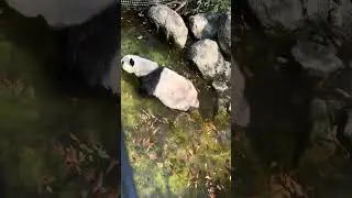 #Պանդա #panda սիրահարների համար.կարող եք տեսնել Վիենայի կենդ. այգում