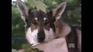 The Littlest Hobo s04e06 Happy Birthday Mom