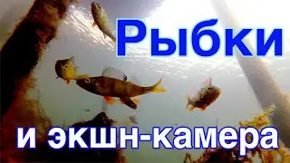 Экшн камера под водой Озеро Увильды Рыбки смотрят в камеру
