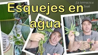 Enraizar ESQUEJES 🌱 en AGUA 🥛. MULTIPLICA tus plantas de una manera SUPER FACIL!