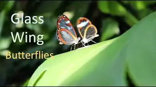 New Video of Glasswing Butterflies in Loja, Ecuador.