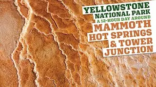 Yellowstone National Park: Mammoth Hot Springs / Roosevelt / Tower in 12ish Hours...