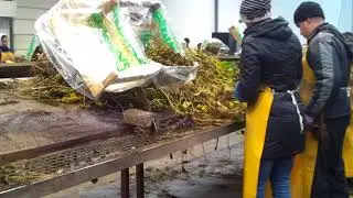Работа в Польше. Сортировка саженцев клубники