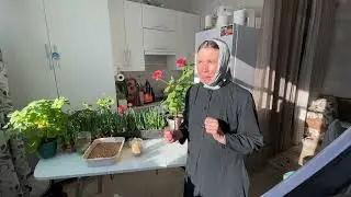 Отвар овса поможет поститься до обеда!