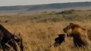 Male lion hunts a buffalo calf