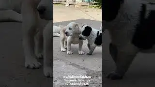 Щенки питомника ТИМЕРТАШ  В питомнике есть доступные щенки Также ведется запись на щенков ОСЕНЬ ЗИМа