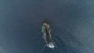 Пение кита Whale swimming in water / Antarctic Peninsula, Antarctica