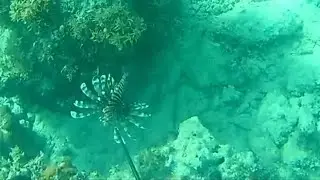 WORLDS MOST Venomous Fish Sting Healed in 62 days!