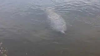 Manatees