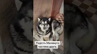Поганий господарь.